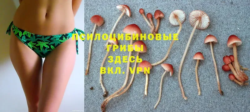 Псилоцибиновые грибы Psilocybe  Кремёнки 